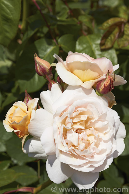 Rosa 'Sweet Juliet' ('Graham. Thomas' x 'Admired. Miranda'), a 1-1.5m tall English Rose raised in 1989 by David Austin of England. The flowers are strongly fragrant but the apricots tones seen in the buds quickly fade to soft yellow in warm climates. Order: Rosales, Family: Rosaceae