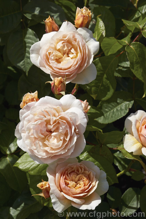 Rosa 'Sweet Juliet' ('Graham. Thomas' x 'Admired. Miranda'), a 1-1.5m tall English Rose raised in 1989 by David Austin of England. The flowers are strongly fragrant but the apricots tones seen in the buds quickly fade to soft yellow in warm climates. Order: Rosales, Family: Rosaceae