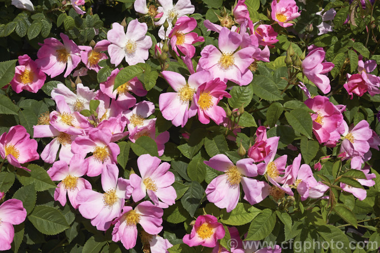 Rosa 'Complicata', a very old Gallica or Gallica hybrid rose dating from before 1800. It is a once-blooming, fragrant-flowered shrub that may be trained as a low climber. Order: Rosales, Family: Rosaceae