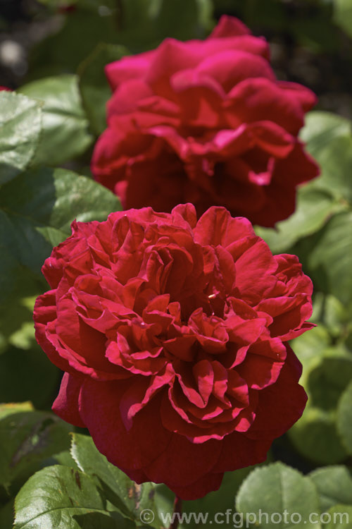 Rosa 'Tess of the d'Urbervilles', an English rose introduced by Austin of England in 1998. It has slightly nodding, very full double, fragrant flowers. It grows to around 12m tall and has several flushes of bloom over the season. Order: Rosales, Family: Rosaceae