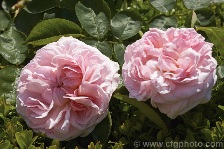 Rosa 'Abraham Darby' ('Aloha' x 'Yellow Cushion'), a fragrant, large-flowered English Shrub Rose raised by David Austin of England in 1985. It can be grown as a climber. Order: Rosales, Family: Rosaceae