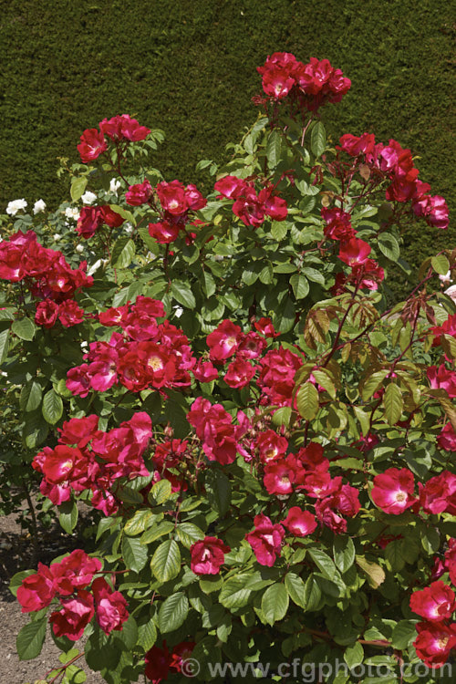 Rosa 'Till. Uhlenspiegel' ('Holstein' x 'Magnifica'), a Rosa rubignosa hybrid rose introduced by Kordes of Germany in 1950. It is a large, once-blooming shrub or climber with slightly scented flowers. Order: Rosales, Family: Rosaceae