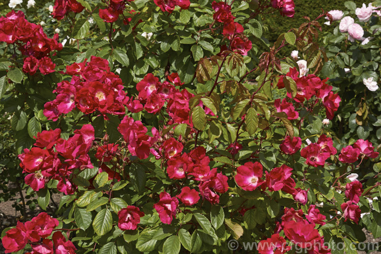 Rosa 'Till. Uhlenspiegel' ('Holstein' x 'Magnifica'), a Rosa rubignosa hybrid rose introduced by Kordes of Germany in 1950. It is a large, once-blooming shrub or climber with slightly scented flowers. Order: Rosales, Family: Rosaceae