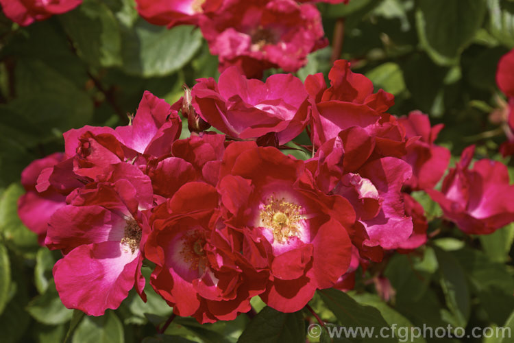 Rosa 'Till. Uhlenspiegel' ('Holstein' x 'Magnifica'), a Rosa rubignosa hybrid introduced by Kordes of Germany in 1950. It is a large, once-blooming shrub or climber with slightly scented flowers. Order: Rosales, Family: Rosaceae