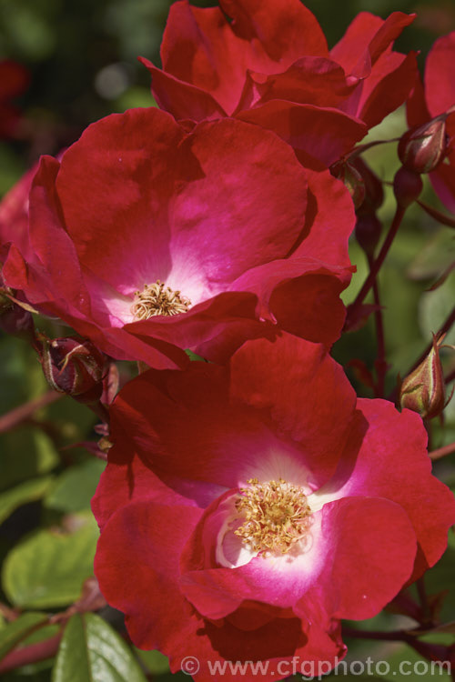 Rosa 'Till. Uhlenspiegel' ('Holstein' x 'Magnifica'), a Rosa rubignosa hybrid rose introduced by Kordes of Germany in 1950. It is a large, once-blooming shrub or climber with slightly scented flowers. Order: Rosales, Family: Rosaceae