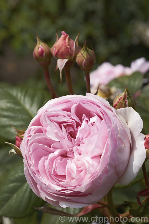 Rosa 'Geoff Hamilton' ('Heritage' x seedling</i>), an English rose bred by Austin of England and introduced in 1997. Its strongly scented flowers can have over 100 petals. Order: Rosales, Family: Rosaceae
