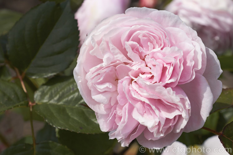 Rosa 'Geoff Hamilton' ('Heritage' x seedling</i>), an English rose bred by Austin of England and introduced in 1997. Its strongly scented flowers can have over 100 petals. Order: Rosales, Family: Rosaceae