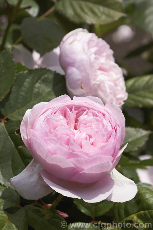 Rosa 'Geoff Hamilton' ('Heritage' x seedling</i>), an English rose bred by Austin of England and introduced in 1997. Its strongly scented flowers can have over 100 petals. Order: Rosales, Family: Rosaceae