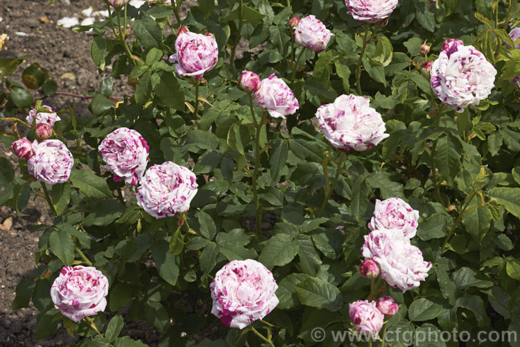 Rosa 'Variegata de Bologna' (sport of 'Victor Emmanuel'), a tall Bourbon rose raised by Lodi-Bonifiglioli of Italy in 1909. It often has a rather lax growth habit and although capable of repeat flowering it often does not. Order: Rosales, Family: Rosaceae