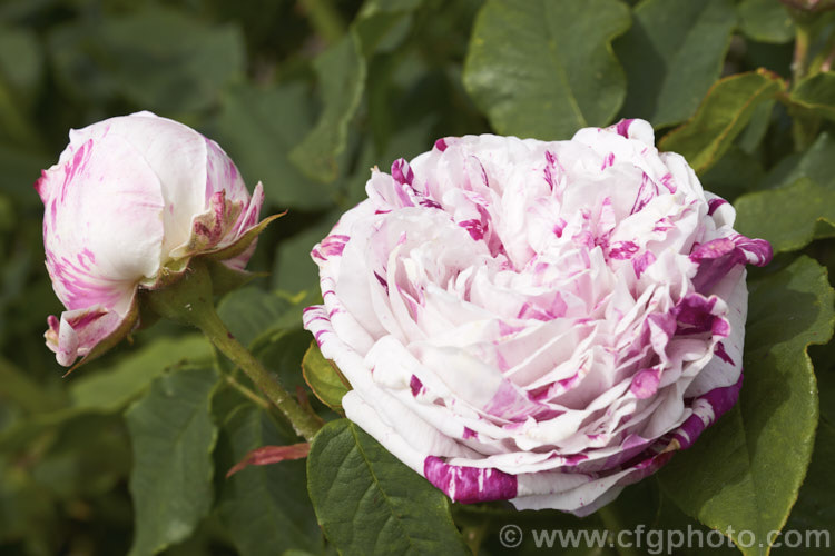 Rosa 'Variegata de Bologna' (sport of 'Victor Emmanuel'), a tall Bourbon rose raised by Lodi-Bonifiglioli of Italy in 1909. It often has a rather lax growth habit and although capable of repeat flowering it often does not. Order: Rosales, Family: Rosaceae