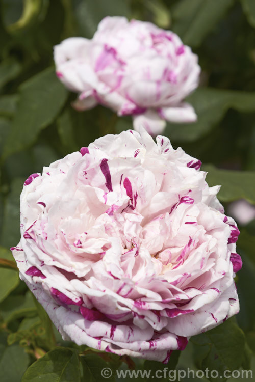 Rosa 'Variegata de Bologna' (sport of 'Victor Emmanuel'), a tall Bourbon rose raised by Lodi-Bonifiglioli of Italy in 1909. It often has a rather lax growth habit and although capable of repeat flowering it often does not. Order: Rosales, Family: Rosaceae