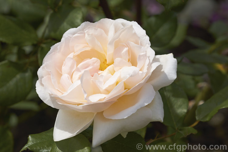 Rosa 'Dove' ('Wife of Bath' x 'Iceberg' seedling</i>), an English rose raised by Austin of England in 1984. It grows to around 90 cm tall and has well scented flowers that often repeat. Order: Rosales, Family: Rosaceae