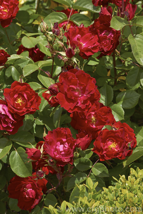 Rosa 'Champlain', a repeat-flowering. Modern. Shrub Rose introduced by Svelda of Canada in 1982. It is a very hardy, compact bush. Order: Rosales, Family: Rosaceae