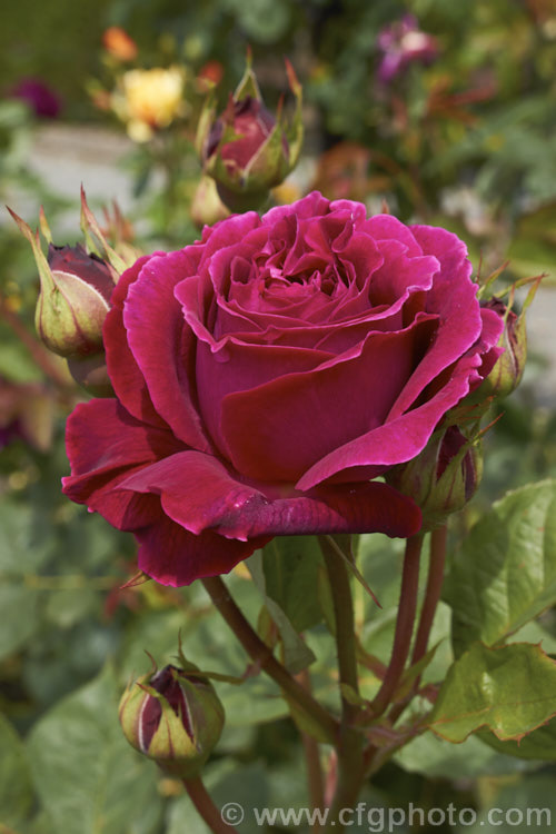 Rosa 'Falstaff', an English rose raised by David Austin in 1990 but not introduced until 1999. Its fully double flowers are strongly scented. Order: Rosales, Family: Rosaceae