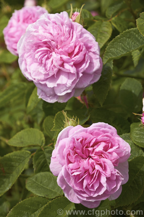 Rosa 'La Ville de Bruxelles', a fragrant. Damask shrub raised by Vibert of France in 1849. Order: Rosales, Family: Rosaceae