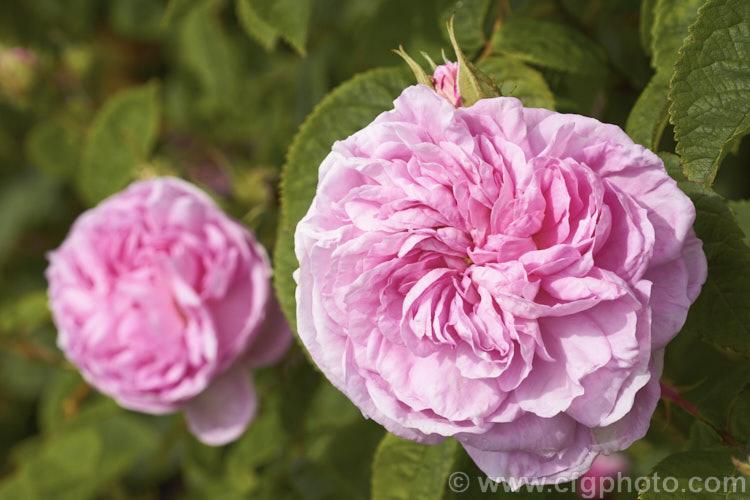 Rosa 'La Ville de Bruxelles', a fragrant. Damask shrub raised by Vibert of France in 1849. Order: Rosales, Family: Rosaceae
