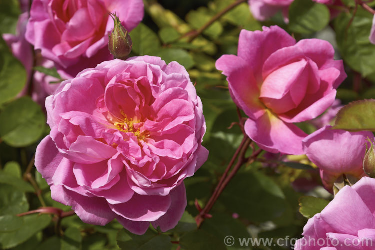 Rosa 'John Clare', an English rose raised by David Austin in 1994. The flowers are mildly scented and are mainly seen in early summer. Order: Rosales, Family: Rosaceae