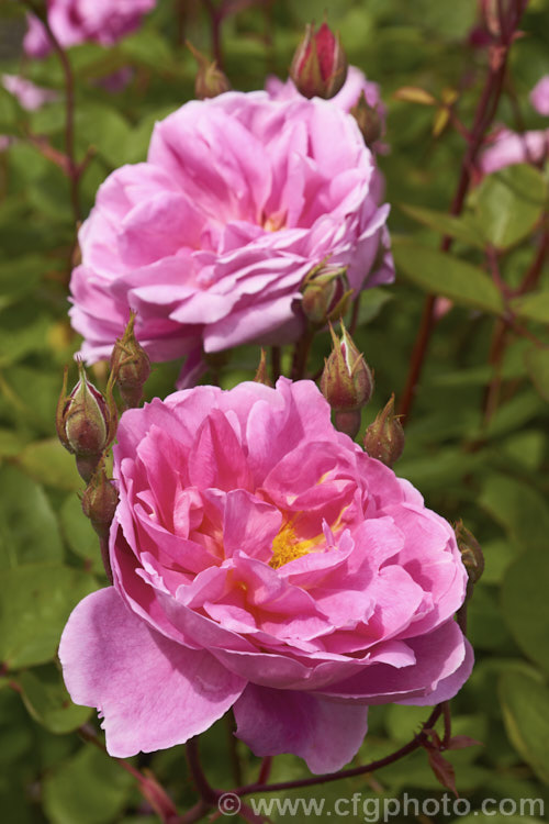 Rosa 'John Clare', an English rose raised by David Austin in 1994. The flowers are mildly scented and are mainly seen in early summer. Order: Rosales, Family: Rosaceae