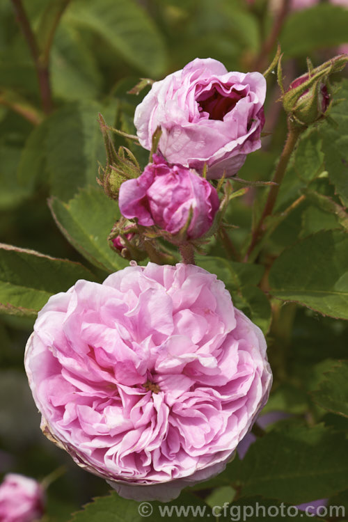 Rosa 'Ménage', an Alba rose raised by Vibert of France in 1847. Its fully double flowers are often quite flat when fully open. Order: Rosales, Family: Rosaceae