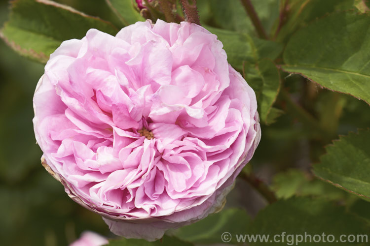Rosa 'Ménage', an Alba rose raised by Vibert of France in 1847. Its fully double flowers are often quite flat when fully open. Order: Rosales, Family: Rosaceae