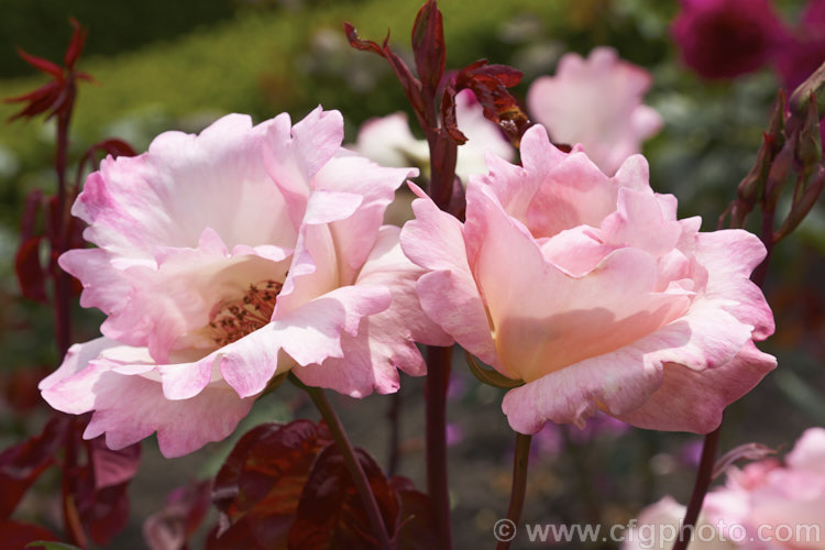 Rosa 'Ellen. Willmott', a single-flowered Hybrid Tea rose raised by Archer and Daughter of Britain in 1935. It is mildly scented and can grow to 15m tall Order: Rosales, Family: Rosaceae