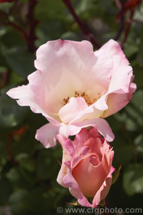Rosa 'Ellen. Willmott', a single-flowered Hybrid Tea rose raised by Archer and Daughter of Britain in 1935. It is mildly scented and can grow to 15m tall Order: Rosales, Family: Rosaceae