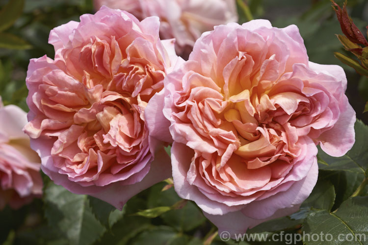 Rosa 'Emmanuelle', a compact, strongly scented. English rose raised by David Austin of England in 1985. It is up to 1m tall and wide. Order: Rosales, Family: Rosaceae