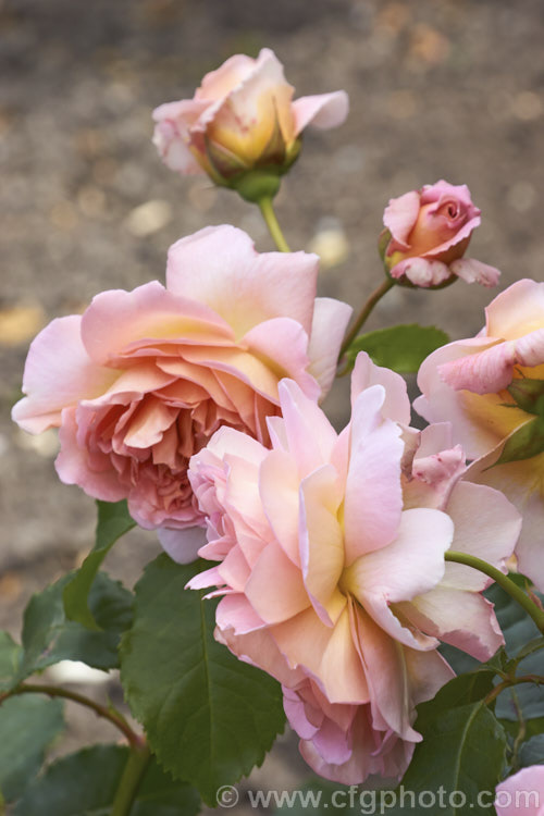 Rosa 'Emmanuelle', a compact, strongly scented. English rose raised by David Austin of England in 1985. It is up to 1m tall and wide. Order: Rosales, Family: Rosaceae