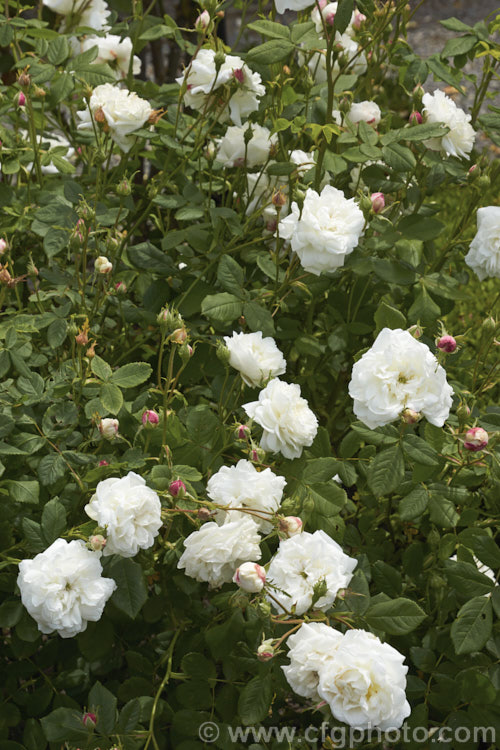 Rosa 'Emilia Plantier', a Noisette rose raised by Schwartz of France and introduced in 1878. It can grow to 3m tall, has mildly scented flowers and blooms sporadically through summer. Order: Rosales, Family: Rosaceae