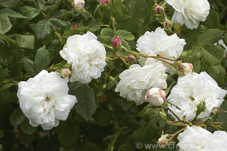 Rosa 'Emilia Plantier', a Noisette rose raised by Schwartz of France and introduced in 1878. It can grow to 3m tall, has mildly scented flowers and blooms sporadically through summer. Order: Rosales, Family: Rosaceae