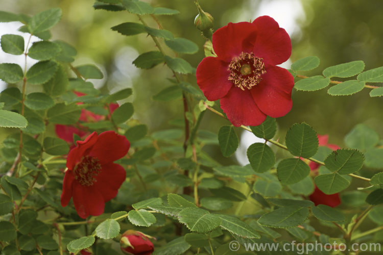Rosa moyesii, a 2-35m shrub rose from western China. It was discovered by EH. Wilson in 1903. Order: Rosales, Family: Rosaceae