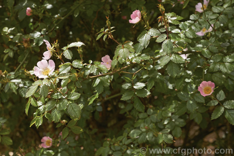Rosa pouzinii, a wild species rose native to southern Europe and North Africa. It grows to around 2m high and wide. Order: Rosales, Family: Rosaceae