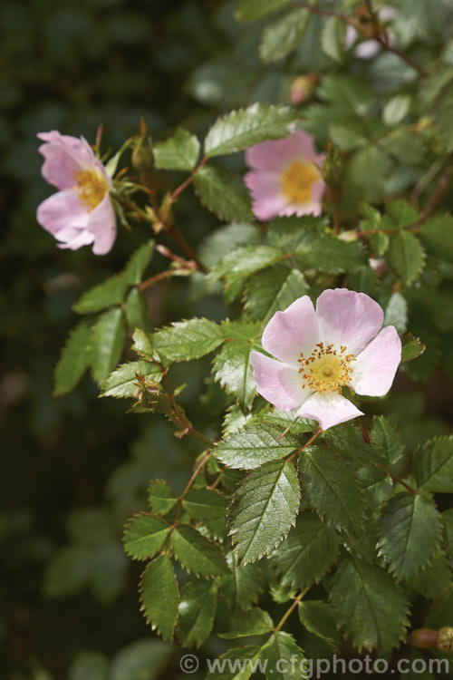 Rosa pouzinii, a wild species rose native to southern Europe and North Africa. It grows to around 2m high and wide. Order: Rosales, Family: Rosaceae