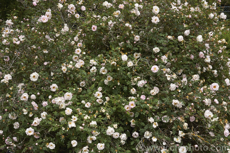Scotch Rose or Burnet. Rose (<i>Rosa pimpinellifolia</i>), a suckering, spine-covered, thicket forming species found over much of Eurasia. It grows to around 12m high and somewhat wider spread. Order: Rosales, Family: Rosaceae