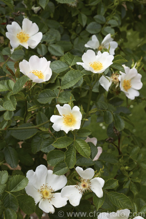 Rosa corymbifera, a species shrub rose native to central Europe. It resembles. Rosa canina and Rosa dumetorum and has at times been considered as synonymous with those species or a hybrid between them. It can grow to 3m high and wide. Order: Rosales, Family: Rosaceae