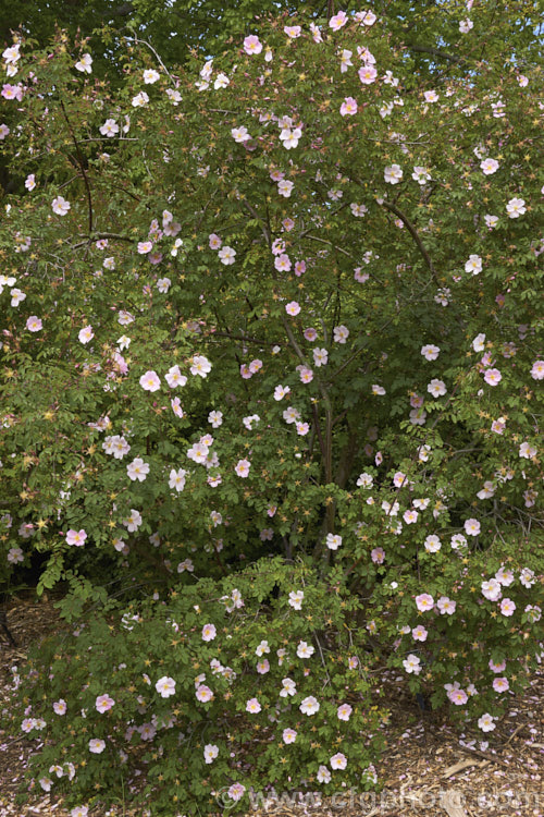 Rosa webbiana, a 1-2m tall shrub rose with arching stems and mildly scented flowers. It occurs naturally through much of Central Asia. Order: Rosales, Family: Rosaceae