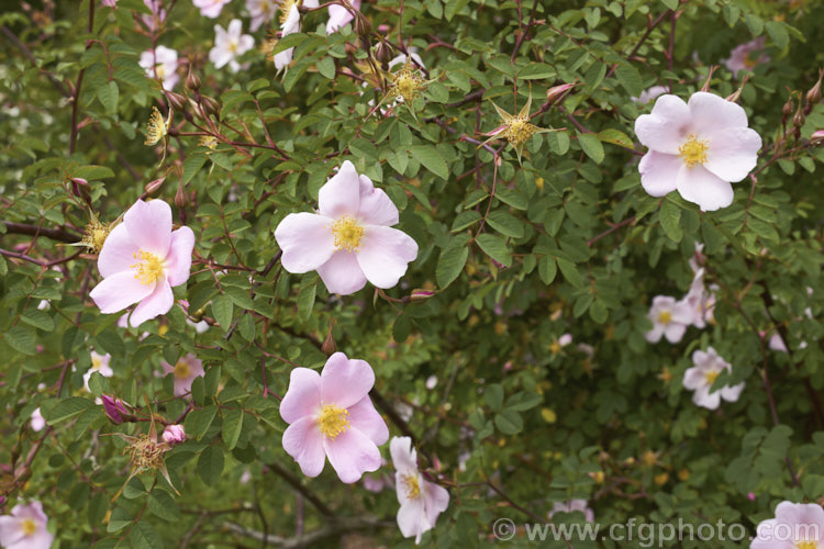 Rosa webbiana, a 1-2m tall shrub rose with arching stems and mildly scented flowers. It occurs naturally through much of Central Asia. Order: Rosales, Family: Rosaceae