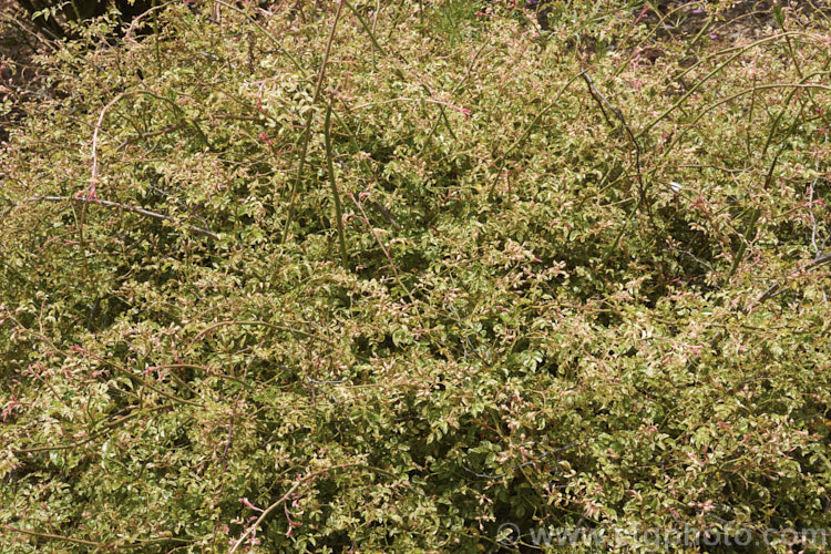 Rosa wichuraiana 'Variegata', a cream- and pink-variegated foliage form of the Memorial. Rose, a scrambling climbing shrub native to Japan, Korea, Taiwan and nearby parts of China. It is considerably less vigorous than the species. Order: Rosales, Family: Rosaceae