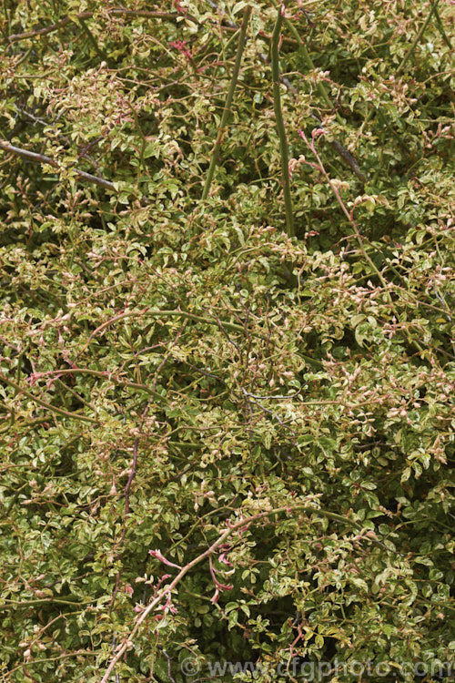 Rosa wichuraiana 'Variegata', a cream- and pink-variegated foliage form of the Memorial. Rose, a scrambling climbing shrub native to Japan, Korea, Taiwan and nearby parts of China. It is considerably less vigorous than the species. Order: Rosales, Family: Rosaceae