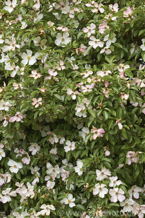 Cooper's Burmese. Rose (<i>Rosa 'Cooperi' [syns. Rosa gigantea 'Cooperi', Rosa laevigata 'Cooperi'), a lush, semi-evergreen rambling rose. The species that this rose is derived from originated in Nepal and Burma butt he exact origin of this form introduced in 1931 are unclear. Order: Rosales, Family: Rosaceae