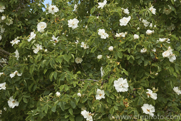 White Rose of York (<i>Rosa alba 'Semiplena'), a semi-double-flowered cultivar of a species native to western Europe, including Britain. Once thought to an ancient hybrid, it is now considered that the parent plant is a true species. Order: Rosales, Family: Rosaceae