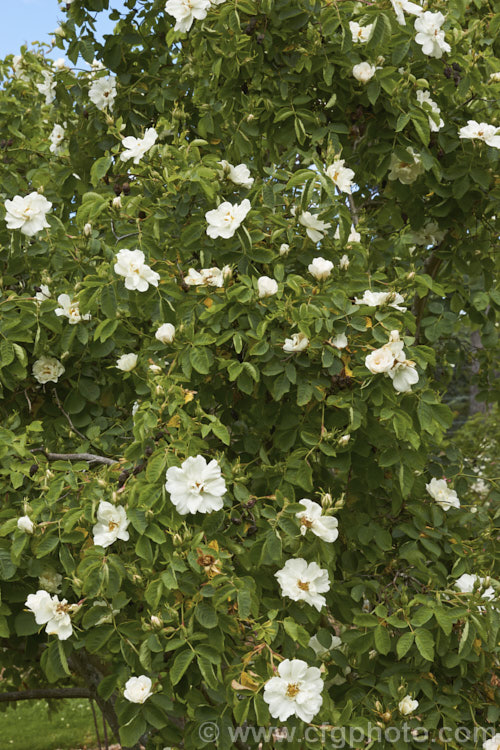 White Rose of York (<i>Rosa alba 'Semiplena'), a semi-double-flowered cultivar of a species native to western Europe, including Britain. Once thought to an ancient hybrid, it is now considered that the parent plant is a true species. Order: Rosales, Family: Rosaceae