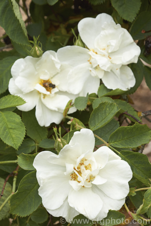White Rose of York (<i>Rosa alba 'Semiplena'), a semi-double-flowered cultivar of a species native to western Europe, including Britain. Once thought to an ancient hybrid, it is now considered that the parent plant is a true species. Order: Rosales, Family: Rosaceae