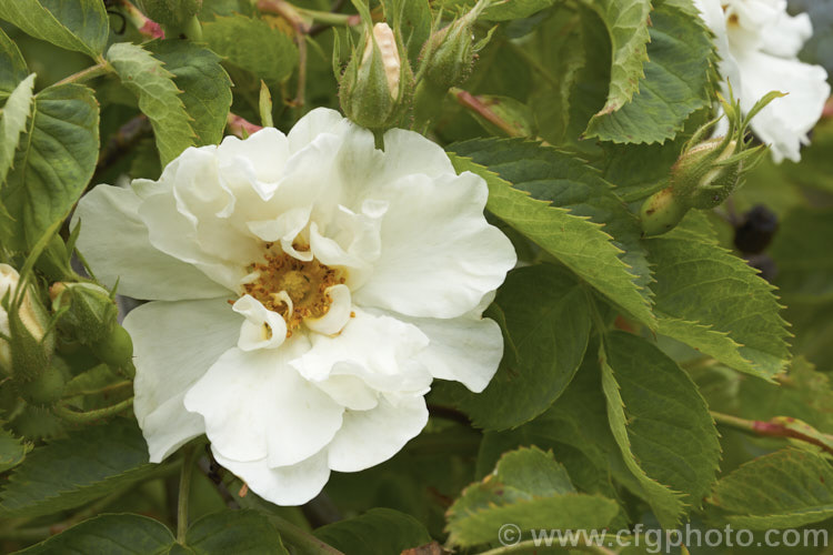 White Rose of York (<i>Rosa alba 'Semiplena'), a semi-double-flowered cultivar of a species native to western Europe, including Britain. Once thought to an ancient hybrid, it is now considered that the parent plant is a true species. Order: Rosales, Family: Rosaceae