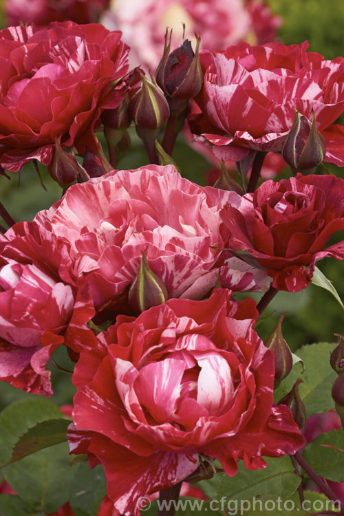 Rosa 'Paul Gauguin', a Hybrid Tea raised by Christensen of the United States and introduced in 1992. It is a compact bush with strikingly coloured flowers but little or no scent. Order: Rosales, Family: Rosaceae