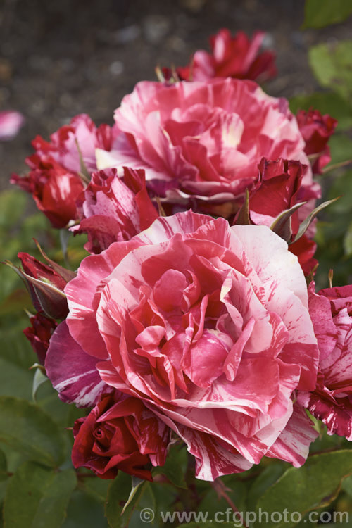 Rosa 'Paul Gauguin', a Hybrid Tea raised by Christensen of the United States and introduced in 1992. It is a compact bush with strikingly coloured flowers but little or no scent. Order: Rosales, Family: Rosaceae