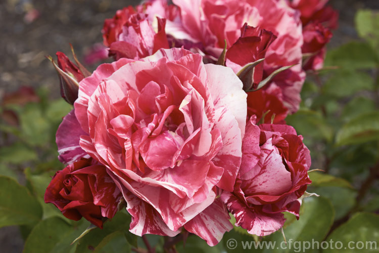 Rosa 'Paul Gauguin', a Hybrid Tea raised by Christensen of the United States and introduced in 1992. It is a compact bush with strikingly coloured flowers but little or no scent. Order: Rosales, Family: Rosaceae