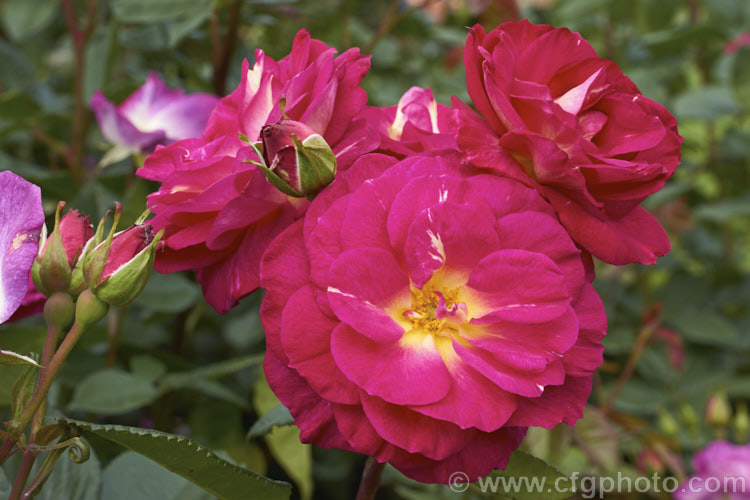 Rosa 'Outta. The Blue', a Shrub rose raised by Carruth of the United States and introduced in 2000. Its flowers are a very distinctive magenta shade and strongly fragrant. Order: Rosales, Family: Rosaceae