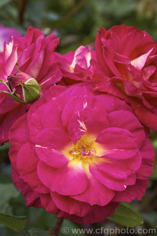 Rosa 'Outta. The Blue', a Shrub rose raised by Carruth of the United States and introduced in 2000. Its flowers are a very distinctive magenta shade and strongly fragrant. Order: Rosales, Family: Rosaceae