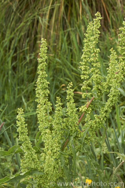Seedhead of Bitter Dock or Broad-leaved Dock (<i>Rumex obtusifolius</i>), a perennial weed, originally of European origin, that is now widely distributed. Its strong, deep taproots make it difficult to remove by hand. The leaf veins and flower stems are often red-tinted, especially in dry, sunny conditions. Order: Caryophyllales, Family: Polygonaceae